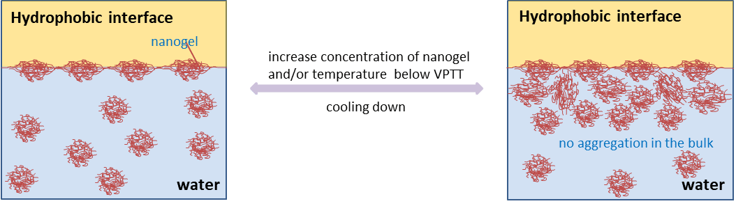 Fig. Schematically illustrations of interfacial behaviour of nanogels